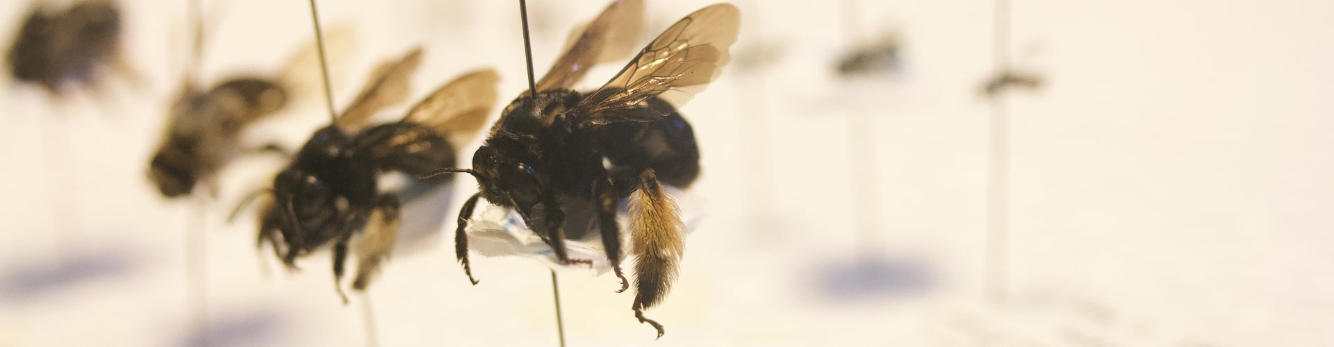 The Pennsylvania Bee Monitoring Program At The Morris Arboretum ...